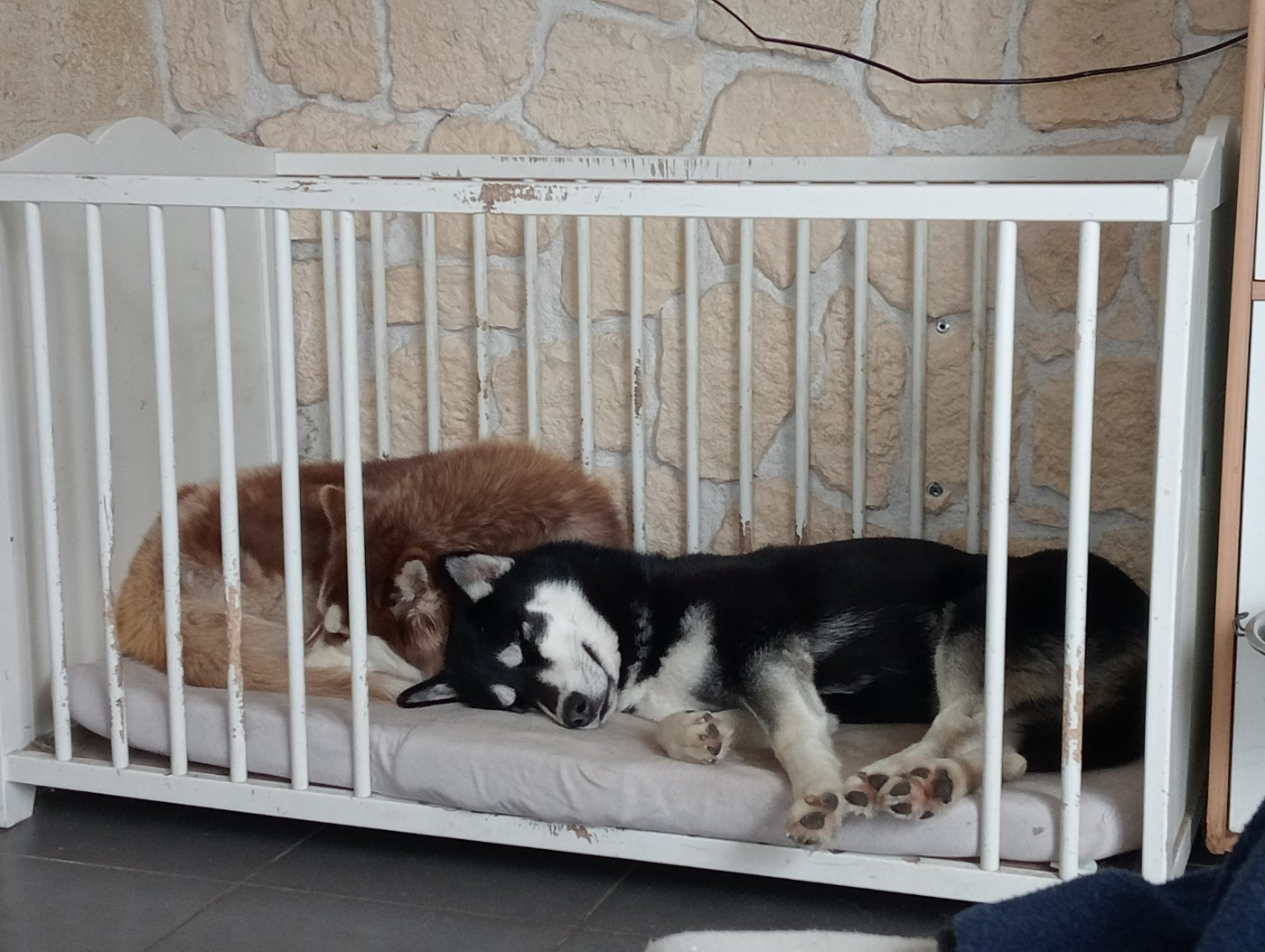 Portée B à naître début avril