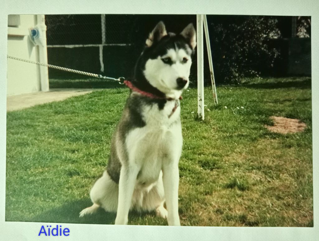Aïdie