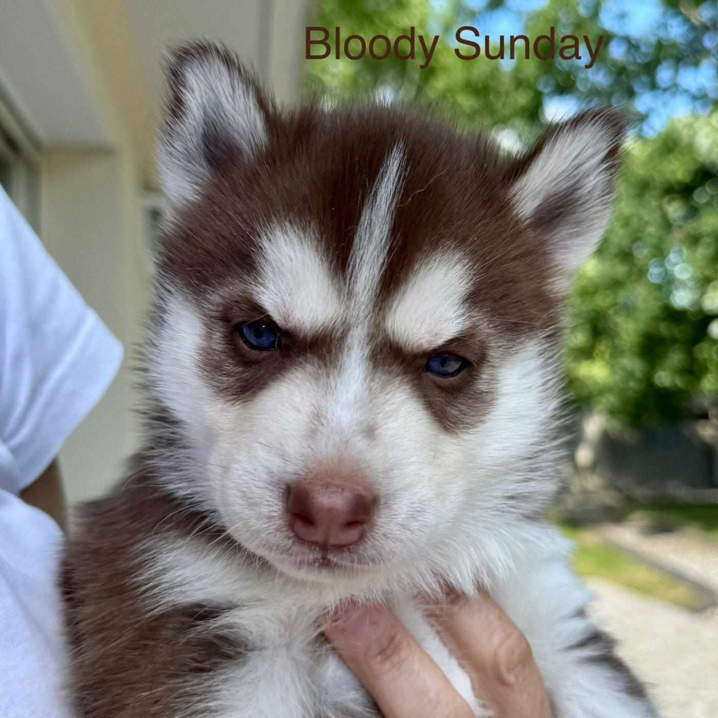 Mahigan - Chiots disponibles - Siberian Husky