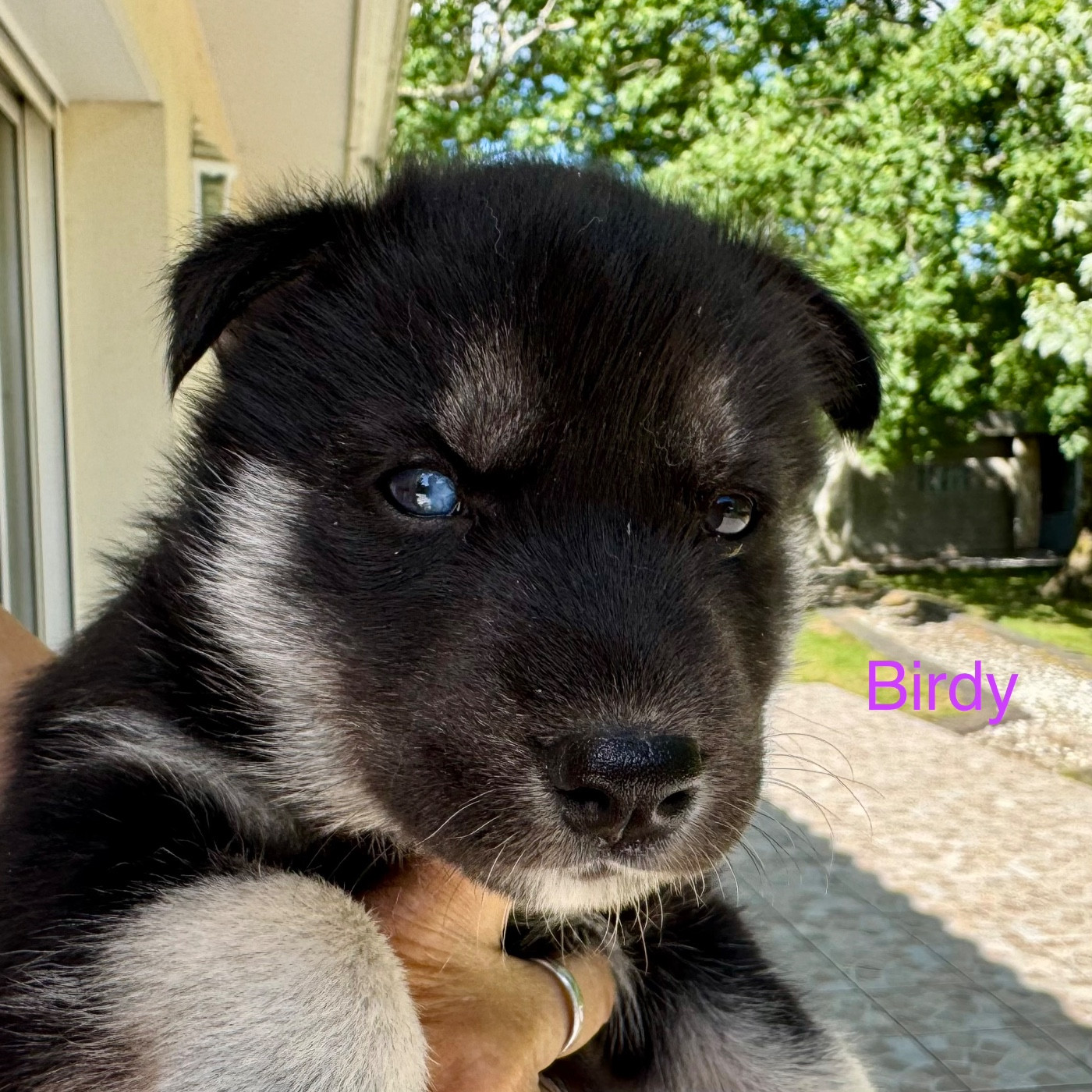 Mahigan - Chiots disponibles - Siberian Husky