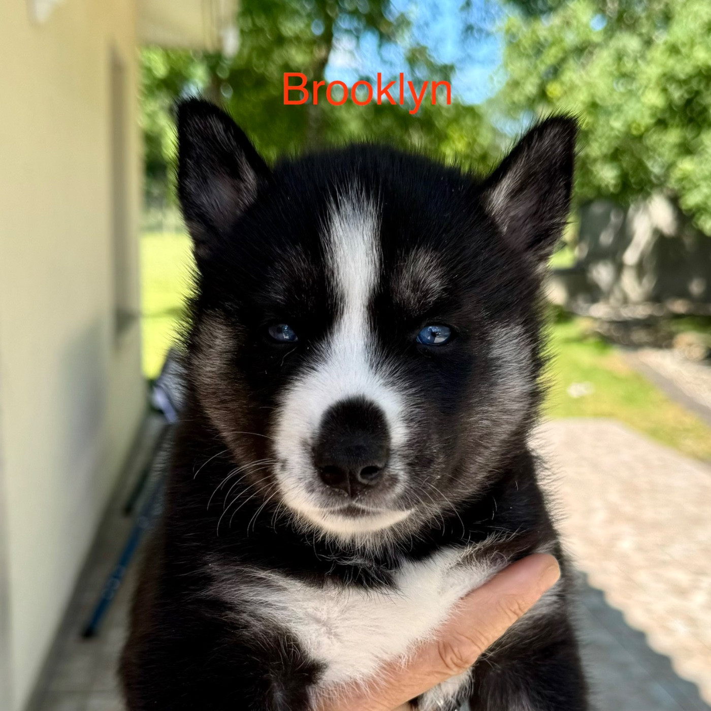 Mahigan - Chiots disponibles - Siberian Husky