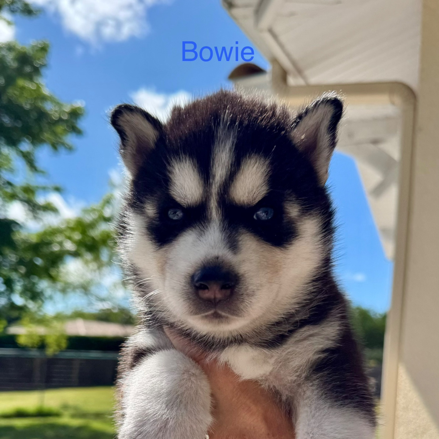 Mahigan - Chiots disponibles - Siberian Husky