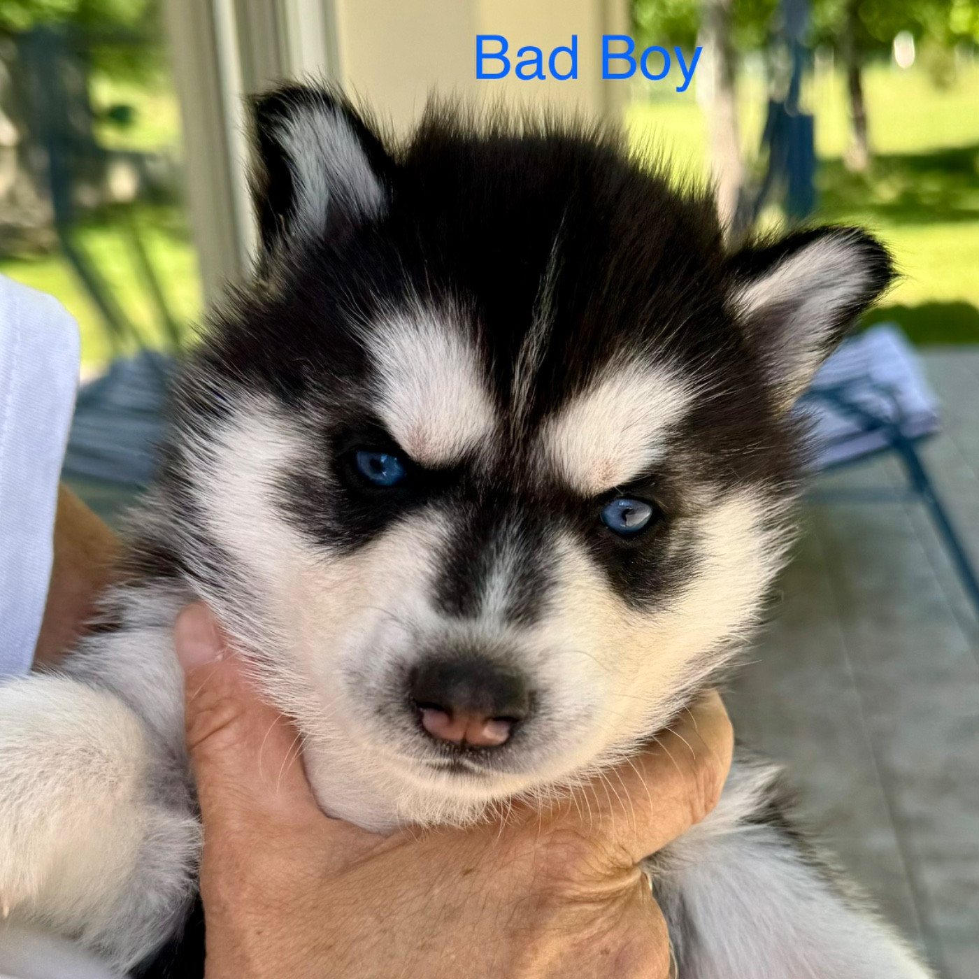 Mahigan - Chiots disponibles - Siberian Husky