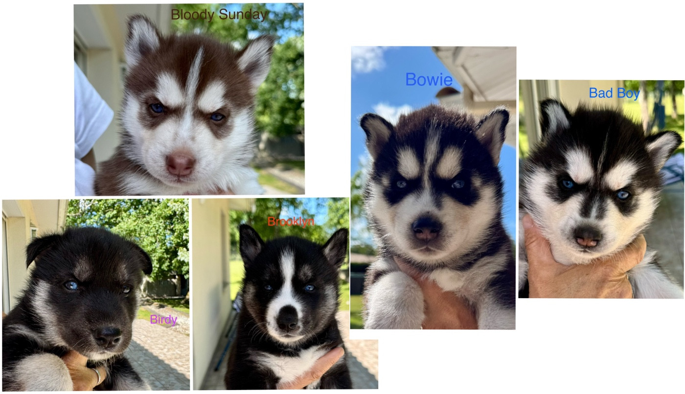 Chiot Siberian Husky Mahigan